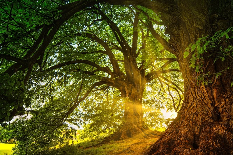 Enchanted Woodland Clearings